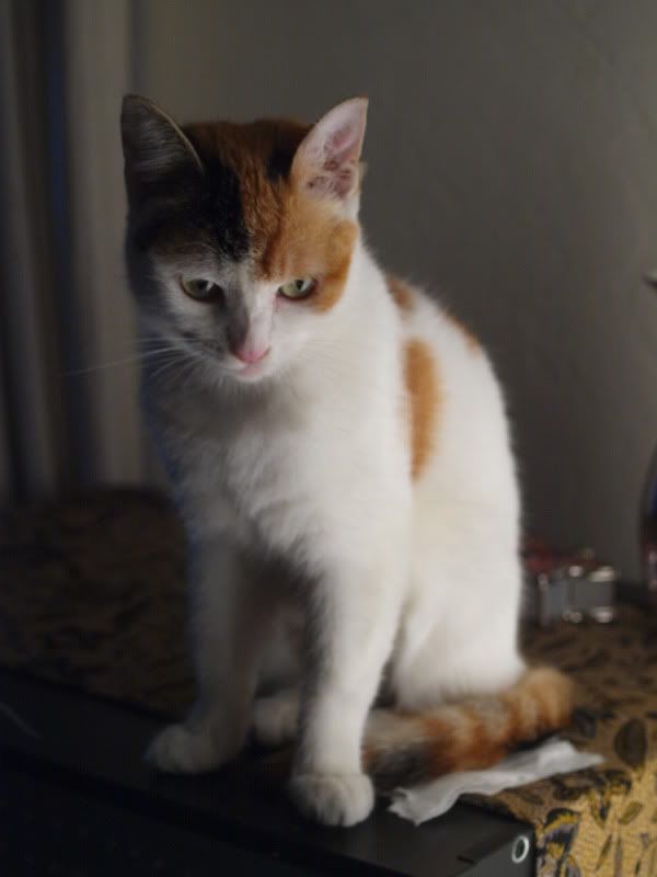 P1016433.jpg