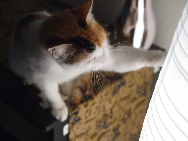 P1016435.jpg
