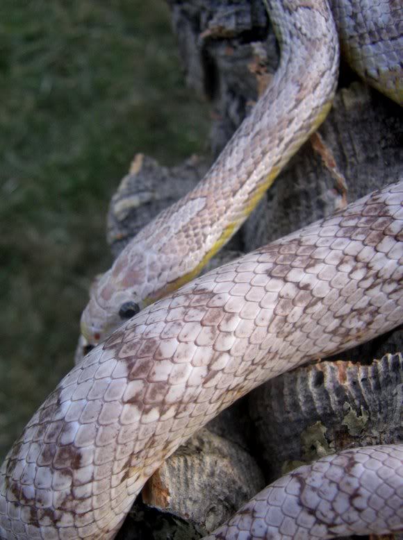 Snake007-3.jpg