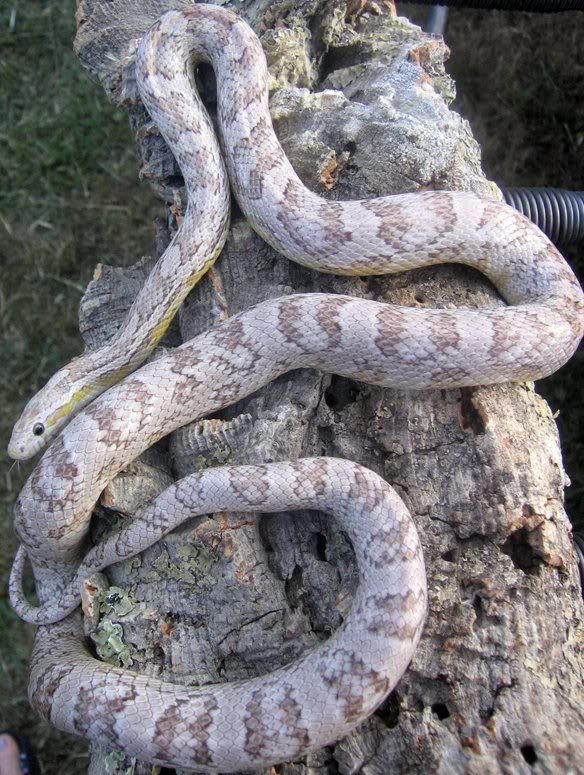 Snake008-2.jpg