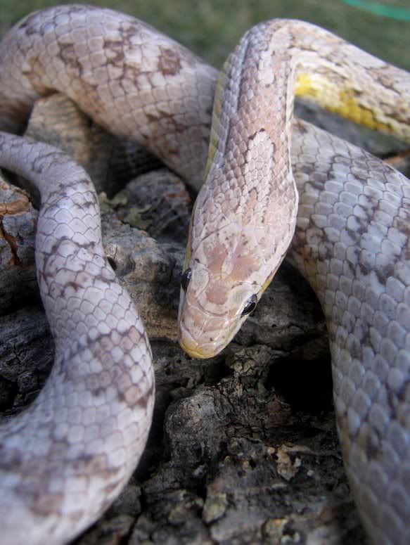 Snake009-2.jpg