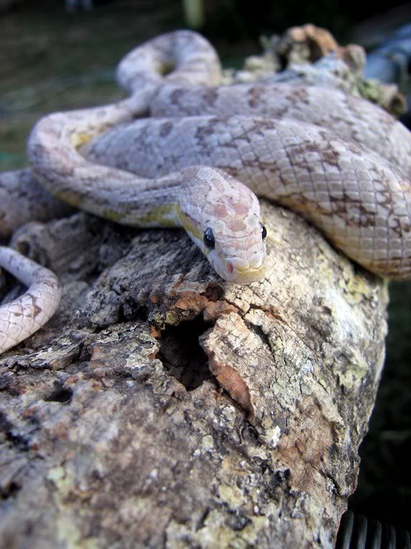 Snake011-4.jpg
