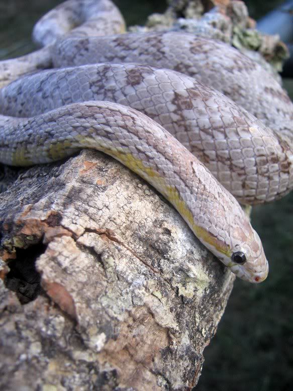 Snake012-4.jpg