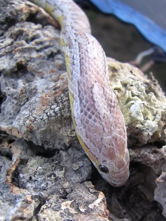 Snake014-4.jpg