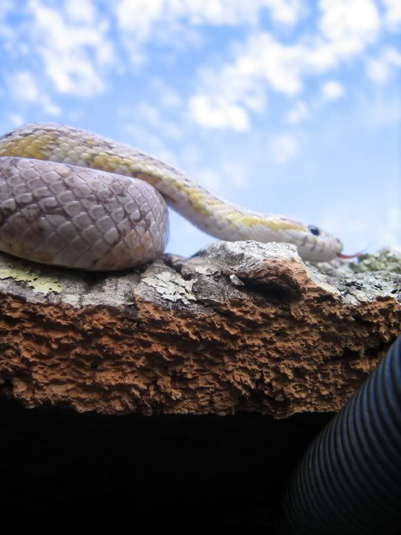 Snake019-4.jpg