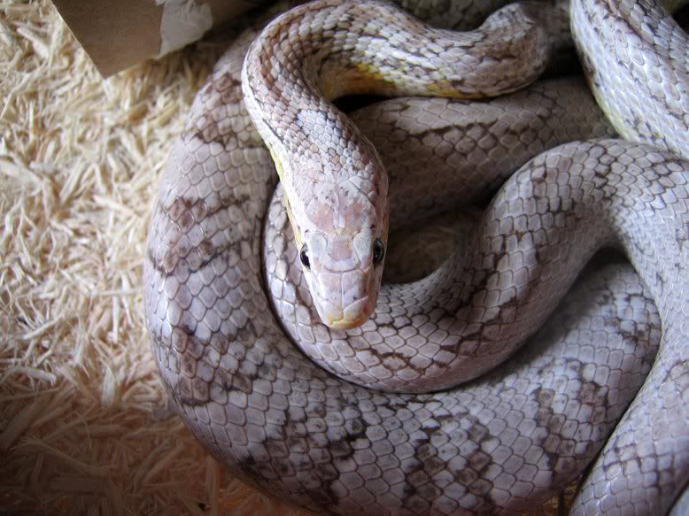 Snake028-2.jpg