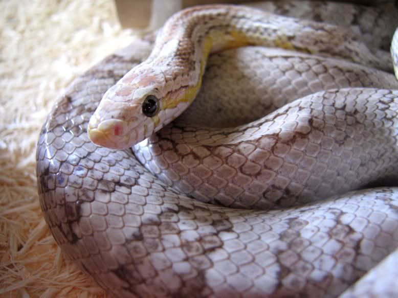 Snake032-3.jpg