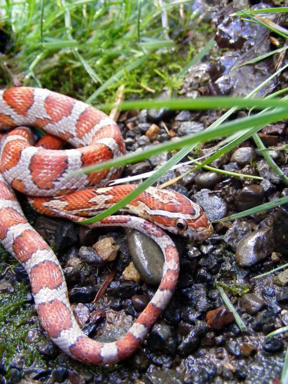 Snake032.jpg