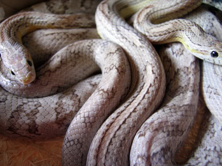 Snake034-4.jpg