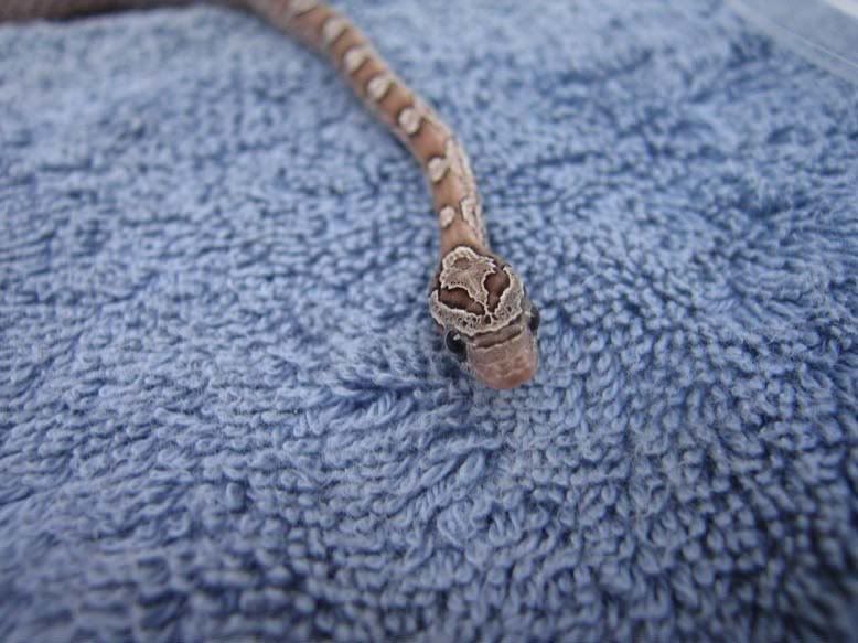 snake103.jpg