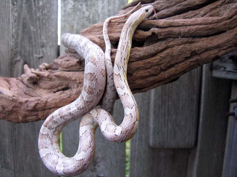 snake475.jpg