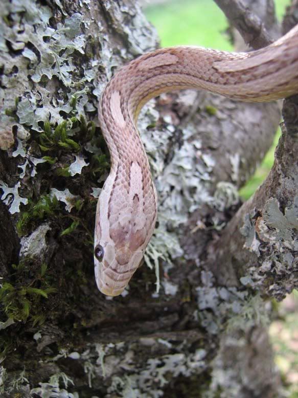 snake733.jpg