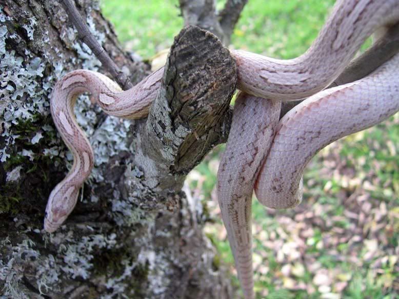 snake735.jpg