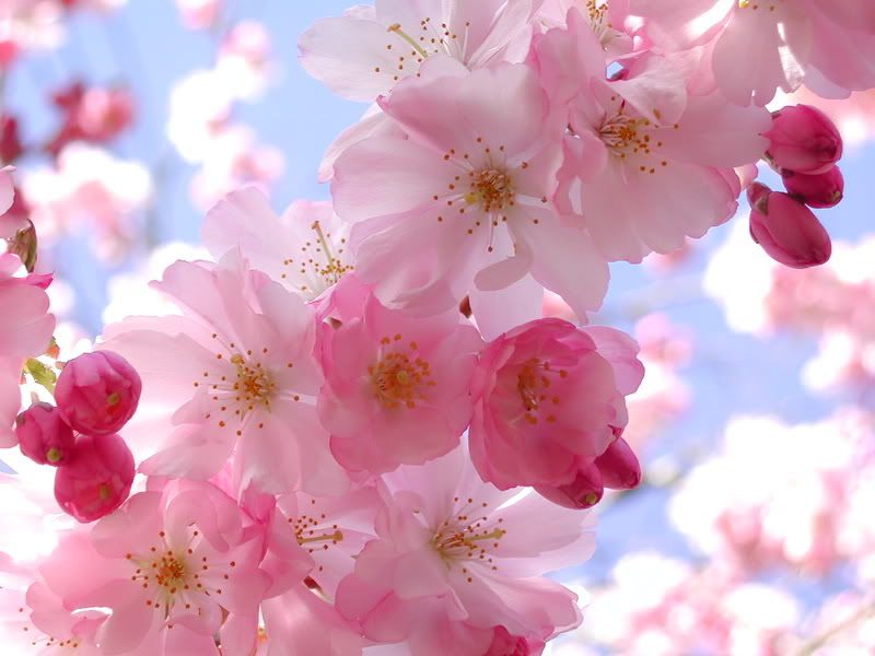 CherryBlossom.jpg image by marys_friends