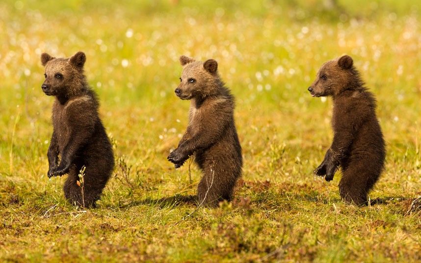 three-little-bears_2311607k.jpg