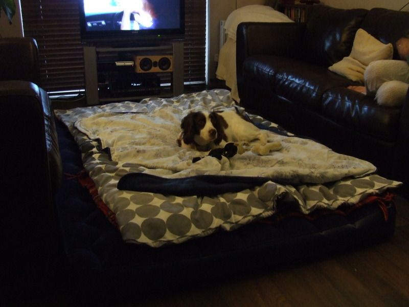 Moby on probably the biggest do bed in the world...our double person camping air-bed  :-)