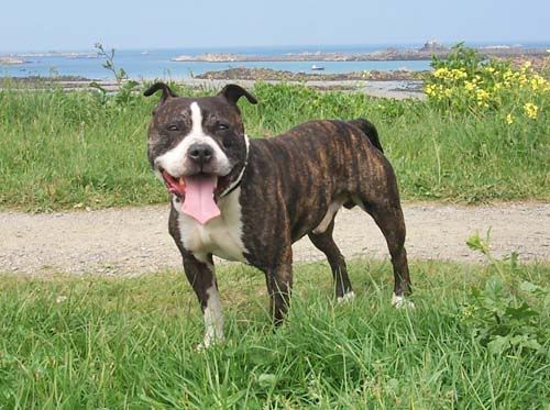 IMAGE: http://i17.photobucket.com/albums/b80/phillion/Boss.jpg