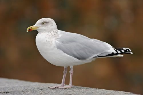 IMAGE: http://i17.photobucket.com/albums/b80/phillion/cgull.jpg