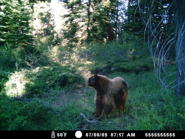 trailcam722020.jpg