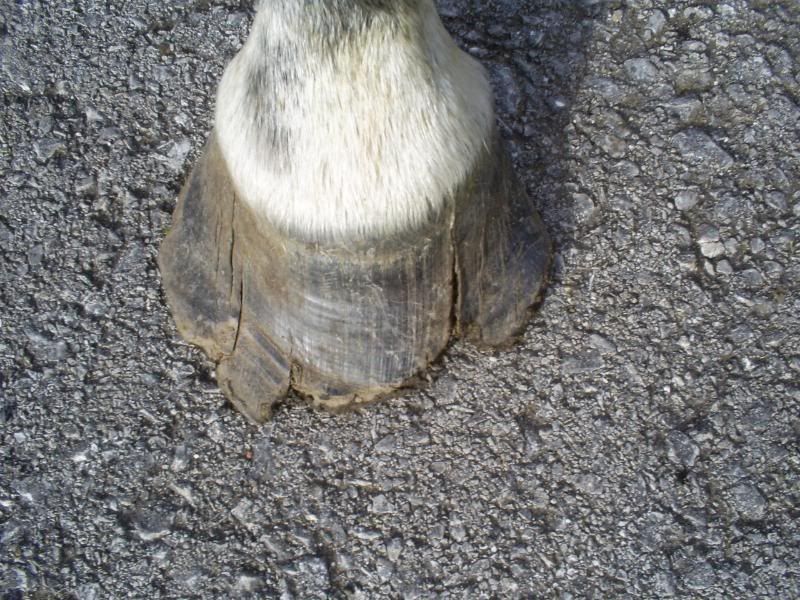 Coronary band injury and hoof loss help also in vets