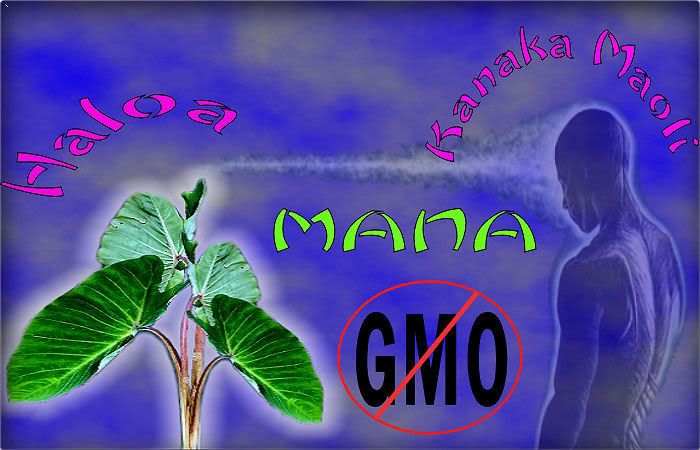 GMO5.jpg