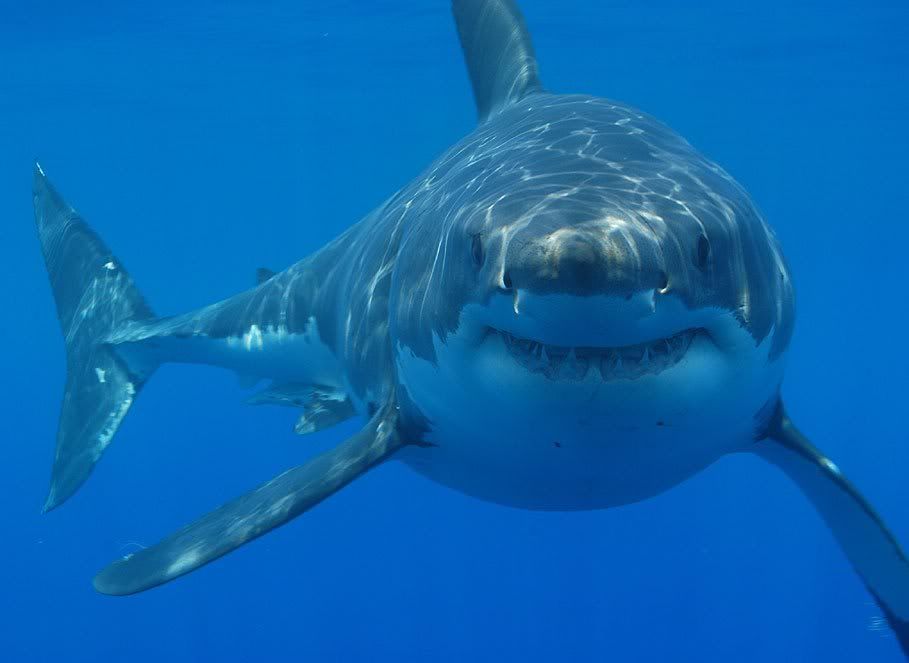 Shark-1.jpg