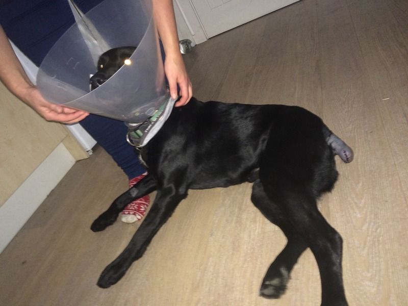 Adult tail amputation- our journey | Pet Forums Community