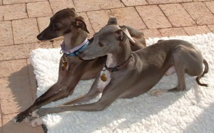 Merlin and Willow