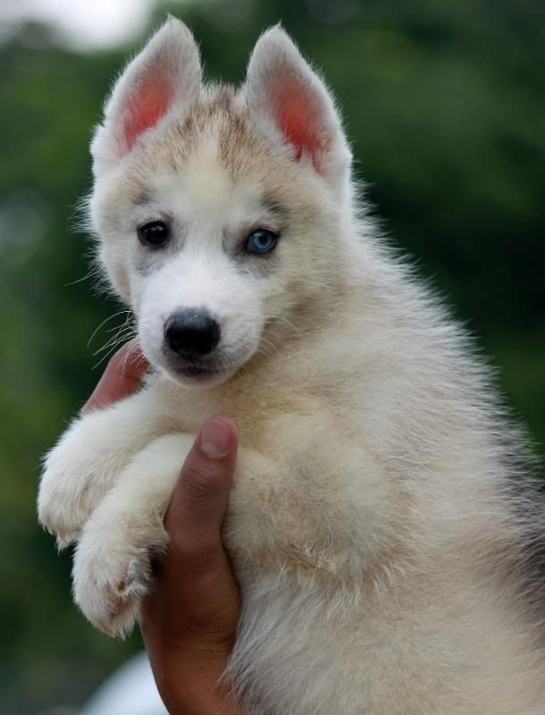 Husky Gray