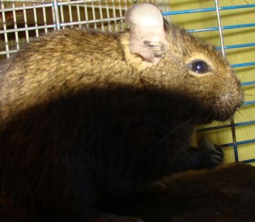 degu.jpg