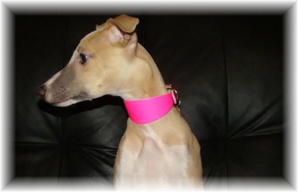 pink11.jpg
