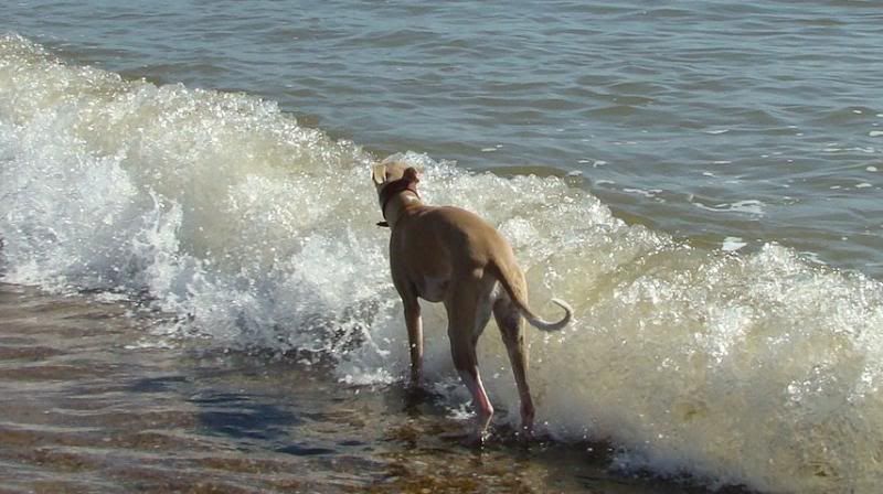 sea4.jpg