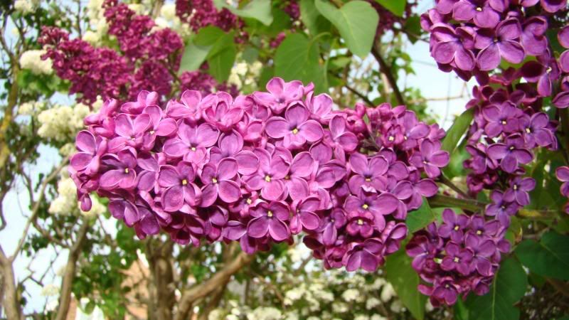 lilac1a.jpg