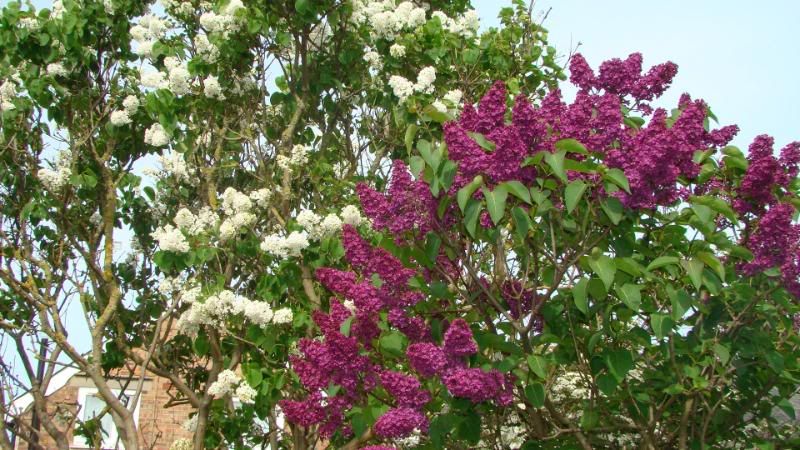 lilac8a.jpg