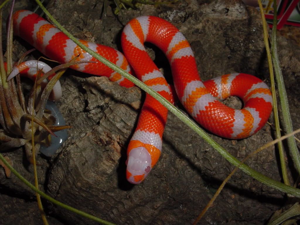 Albino Honduran Tangerine Milksnake &quot;Candy &amp; Corn&quot;