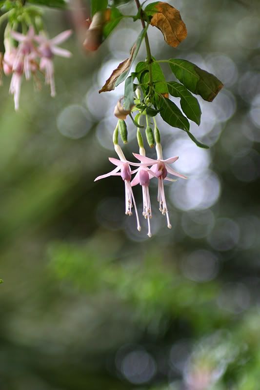 IMAGE: http://i17.photobucket.com/albums/b87/KTGMEASAP/sea3.jpg