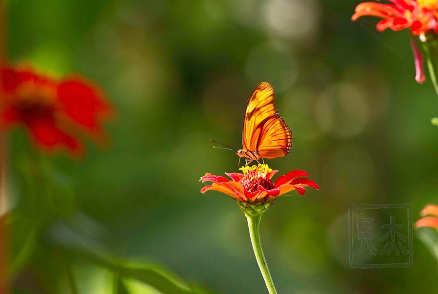 IMAGE: http://i17.photobucket.com/albums/b87/maxselma/buttr_zpsdfj85fme.jpg