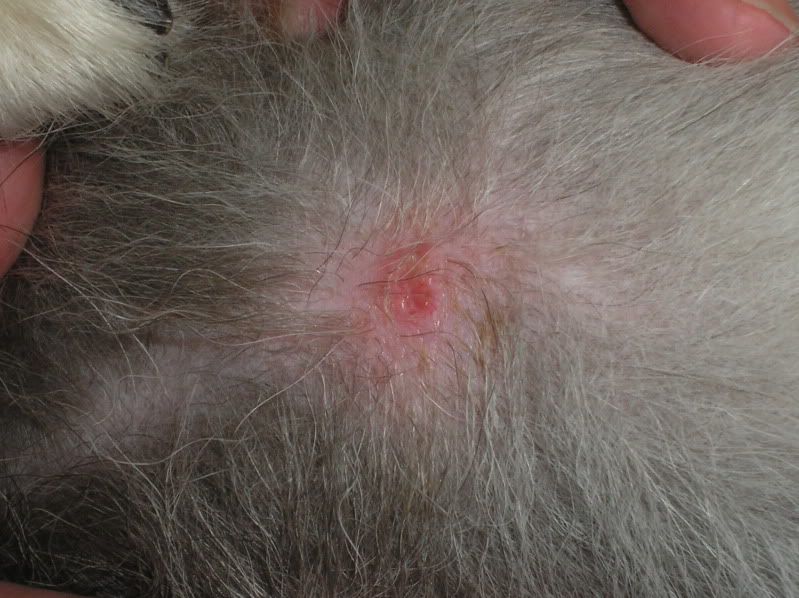 Sebaceous Cyst Dog