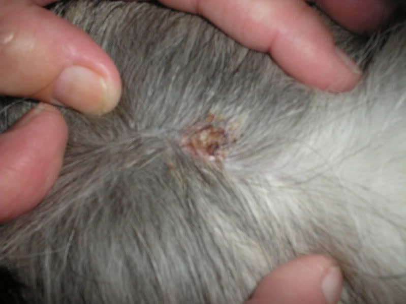 Canine Cyst Pictures