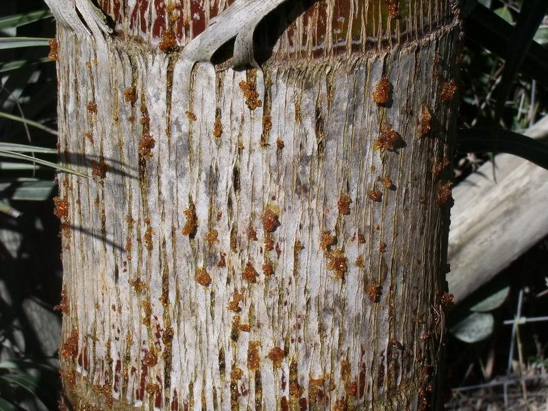 Syagrus botrophyora bleeding DISCUSSING PALM TREES WORLDWIDE PalmTalk