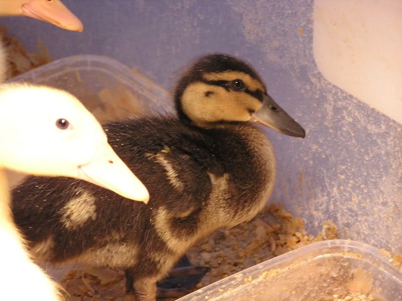 just how messy are ducks? Page 2 BackYard Chickens Learn How to
