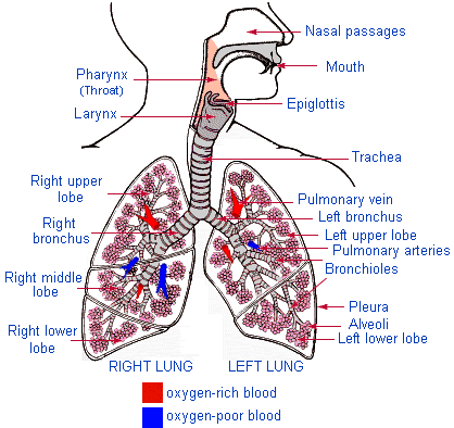 Lungs Gif