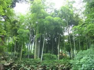 Boscos de bambú
