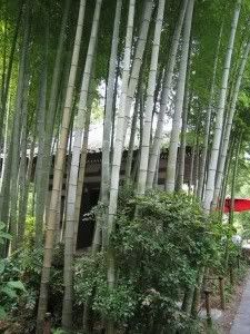Petit jardí de bambús
