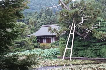 L'estany de nenúfars de Ryoanji