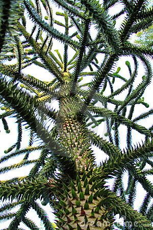 monkeypuzzle.jpg