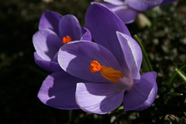 Crocus20avril2007008.jpg