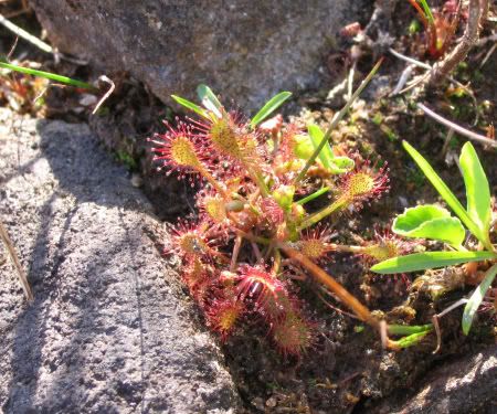 IMG_5390drosera.jpg