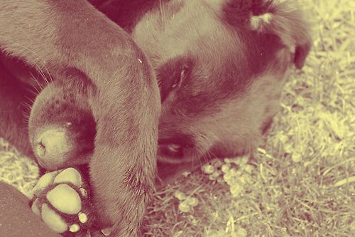 Embarrassed Pup (WeHeartIt.com)