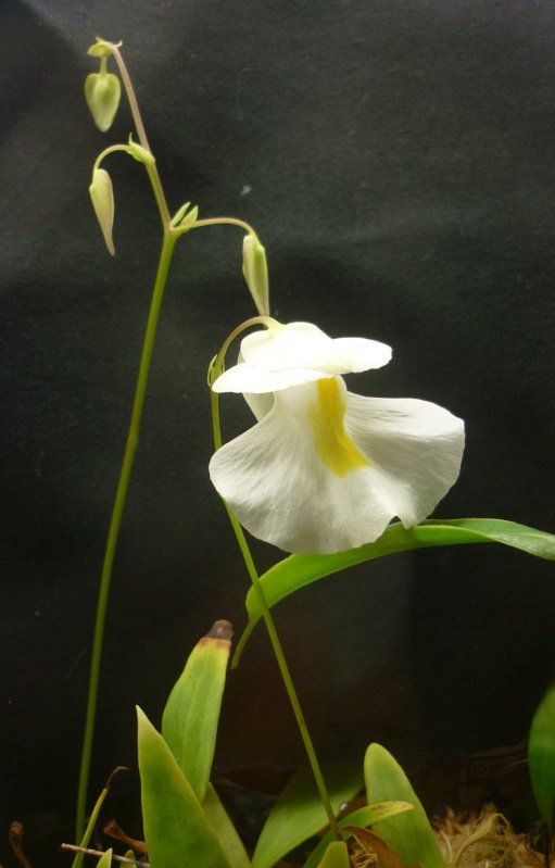 Ualpinaxhumboflower052612RS.jpg